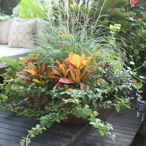 thumbnail for publication: Landscape Design: Aesthetic Characteristics of Plants